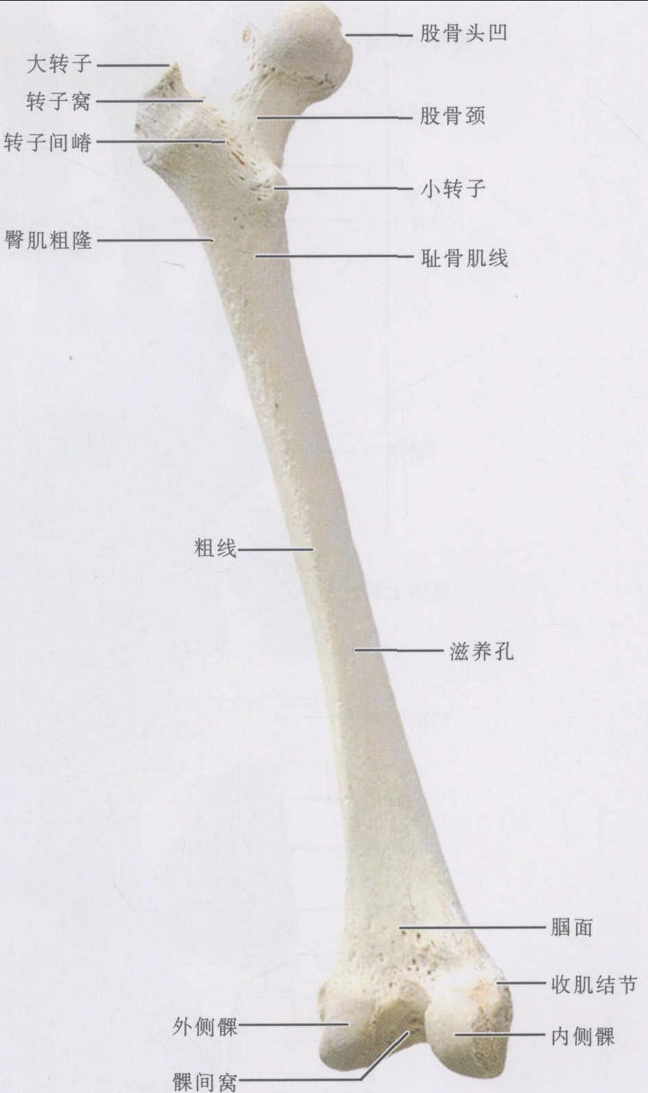 圖1-1-40 股骨